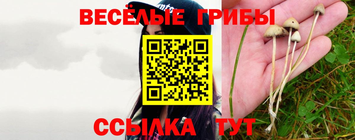 как найти наркотики  Тосно  Галлюциногенные грибы мицелий 